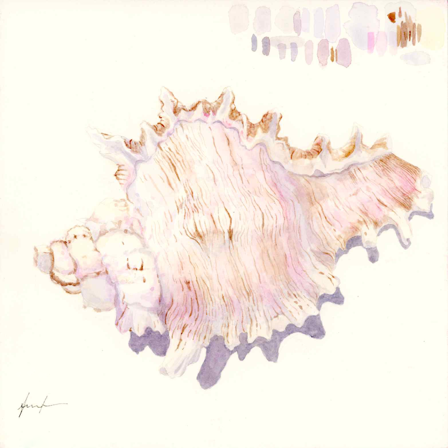 Konkylie studie #1